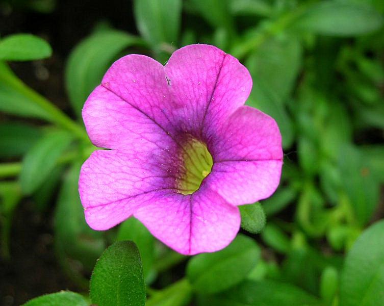 Petunia hybrida (pianta coltivata)